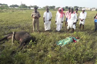 ಮಹಿಳೆ ಹಾಗೂ ಎಮ್ಮೆ ಸಾವು