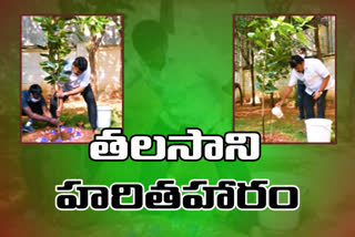 minister talani birthday celebrations by planting saplings