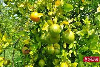 Chhindwara Orange