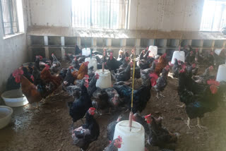 poultry farm in Salah