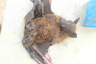 Telangana: A strange bat appeared in  Ramalingeswara temple