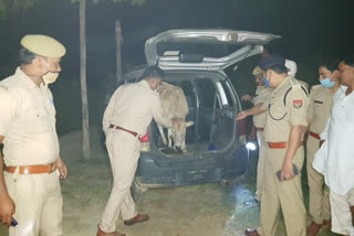 Encounter between police and crook in Greater Noida