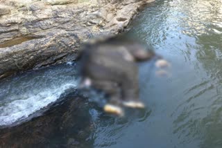 death of elephant idukki  elephant died idukki  pampa river  കുട്ടിയാനയുടെ ജഡം കണ്ടെത്തി  പമ്പ നദി  കാന്തല്ലൂര്‍ റേഞ്ച്‌