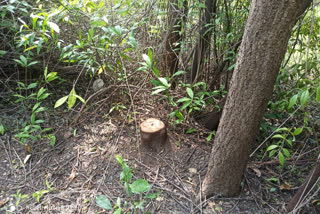 Continued Sandalwood tree theft in kudalasangama