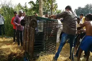 forest-department-rescues-wild-bears-that-fall-in-the-well-in-ranchi