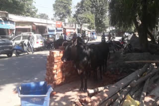 आवारा पशु