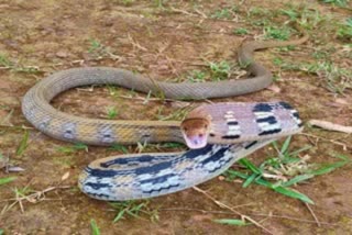 Two girls died due to snake bite