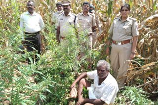 ಅಕ್ರಮವಾಗಿ ಬೆಳೆದಿದ್ದ ಗಾಂಜಾ