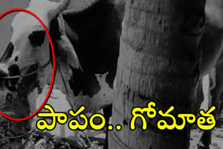 a-cow-was-died-in-a-bomb-exploded-at-chandamamapalli