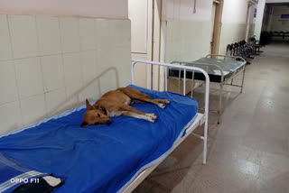 Dog sleeping on hospital bed in Chintamani government hospital