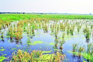 Submerged crop field