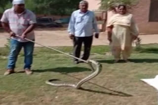 eight feet python rescued by forest department from auto market of hisar