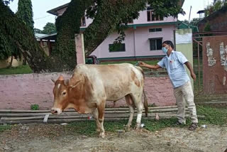 খাৰুপেটীয়াৰ এগৰাকী পশু চিকিৎসকৰ মহানুভৱতা