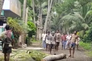 Karrivani Revu People Removed coconut trees