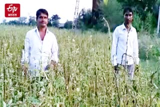 राजस्थान हिंदी न्यूज, rajathan latest news, jhalawar news in hindi, किसानों की फसलें खराब