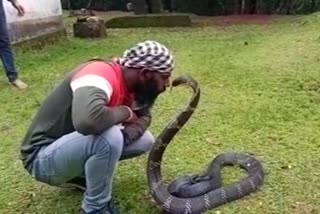 11 feet long King Cobra being Kissed by a Snake Expert in Karnataka