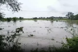 crop damaged due to heavy rain in khammam district