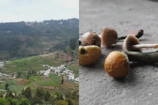 kodaikanal mushrooms