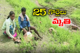 గూడ్స్​ రైలు కింద పడి 25 గొర్రెలు మృతి