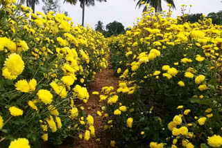 Flower cultivation in Chitradurga district