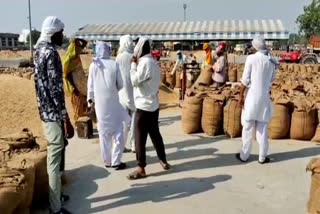 farmers worried about not getting fair price of paddy crop in sonipat anaj mandi