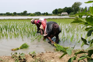 kharif production will definitely increase this year