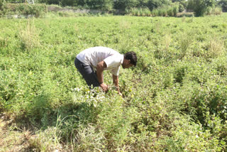 Peanut sowing