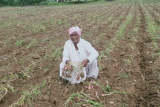 onion crop destroy in gadaga