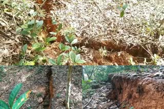 land  soil  Madhur Chenakode The land is split  മധൂർ ചേനക്കോട്  പദാർത്ഥ  കാസർകോട്