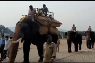 mysuru-dasara-ambaari-elephant-abimanyu-workout-news