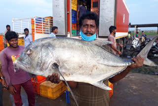 Large size fishes caught by fishermen in Uppada fishing harbor in east godavari district