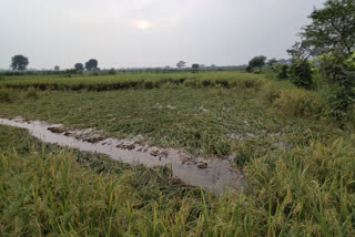 Paddy crop spoiled due to rain in bilaspur