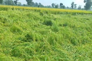 Crop wasted due to rain in Chhattisgarh