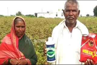 yadgiri cotton crop problem