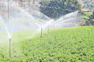 drip irrigation