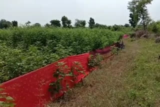 farming in yavatmal