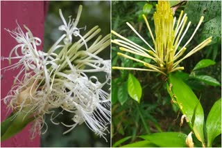 ഹൈറേഞ്ചിൽ സുഗന്ധം പരത്തി ചൈനീസ് ബാംബു പൂവിട്ടു  ചൈനീസ് ബാംബു  ലക്കി ബാംബൂ  bamboo  bamboo flower  idukki