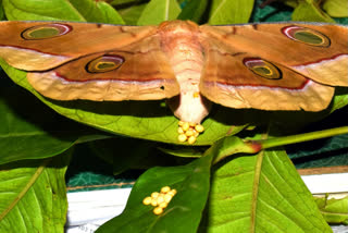 first price for a picture of butter fly lying on a leaf