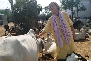 Sudevi Mataji with cows