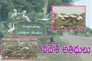 uppalapadu birds sanctuary in guntur district