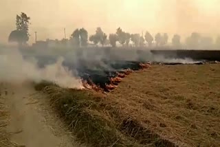 Case filed against two farmers for burning straw in Fatehabad