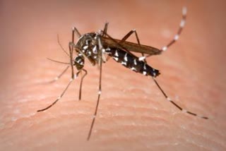 33 dengue patients found in Rohtak district