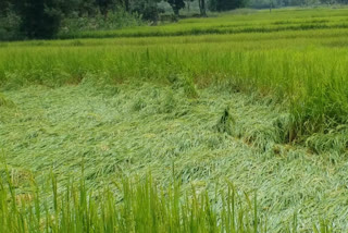 paddy crop wasted due to heavy rainfall in surajpur