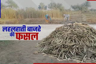 बाजरे की बंपर पैदावार, Bumper yield of millet