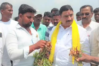 వేరుశనగ రైతులను ప్రభుత్వమే ఆదుకోవాలి : కాల్వ శ్రీనివాసులు