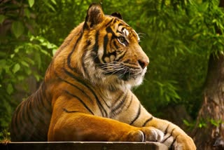 chandrapur tiger (file photo)
