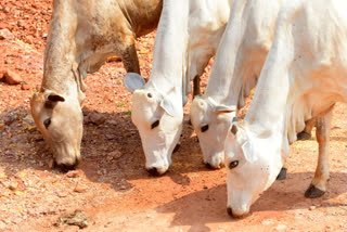 Cows eating soil at Nallamala forest area