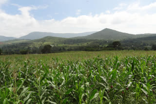 Maize yield booms due to rains - Farmers happy!