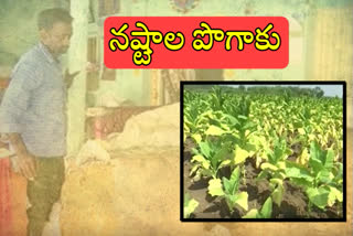 Prakasam district has suffered a severe loss to tobacco farmers this year