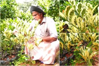 വൈറ്റ് ജാക്ക്  "വൈറ്റ് ജാക്ക്" വികസിപ്പിച്ചെടുത്ത് വർഗീസ് തരകൻ  നീളമുള്ള ഭീമൻ ഇലകളുള്ള പ്ലാവിൻ തൈകൾ  തൃശൂർ  വർഗീസ് തരകൻ  WHITE JACK  WHITE JACK VARIETY THRISSUR  Varghese Tharakan